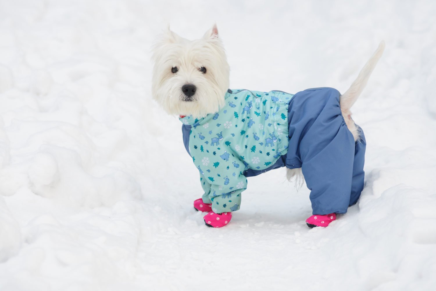 dog-winter